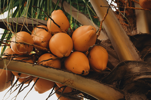 Kelapa makin kurang, adakah masyarakat kita mampu hidup tanpa kelapa?